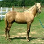 22Pic24TexJuly252009200