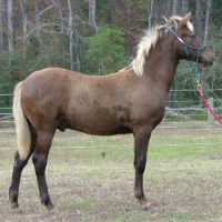 36Pic13CowboyDec32011200