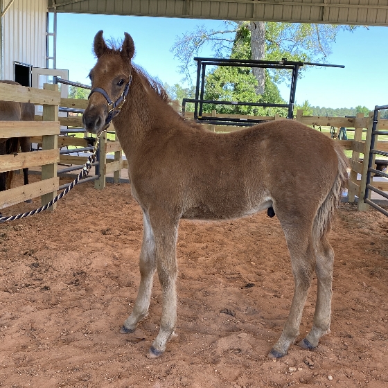 Pic13RioMay32025 rio rocky mountain horse