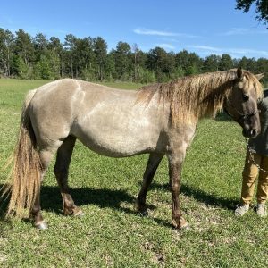 gayla rocky mountain horse