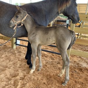 porter rocky mountain horse