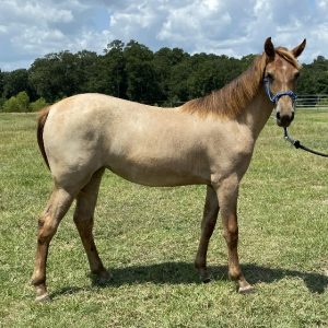 rosarita rocky mountain horse