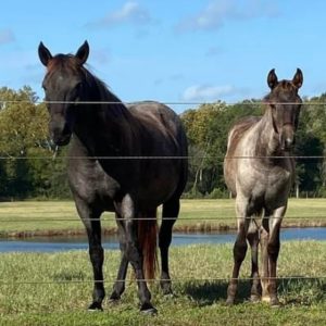 dosey rocky mountain horse