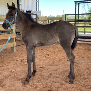 star rocky mountain horse