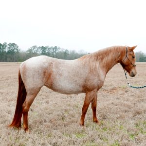nellie rocky mountain horse
